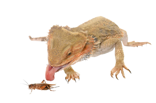 Reptiler spiser melorm og sirisser